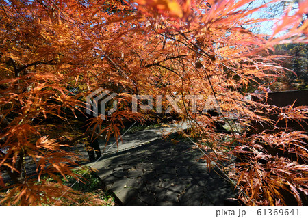 浄真寺 九品仏 紅葉 浄真寺 九品仏 紅葉 61369641