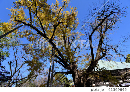 浄真寺 九品仏 紅葉 浄真寺 九品仏 紅葉 61369646