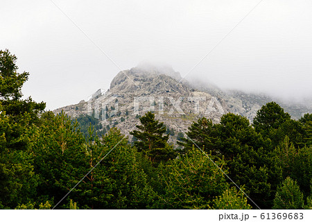 Picturesque view of mountainous landscape and pine forest on a misty day 61369683