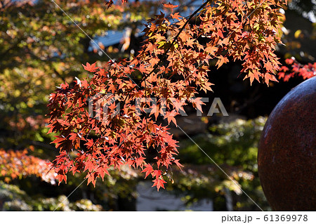 浄真寺 九品仏 紅葉 浄真寺 九品仏 紅葉 61369978