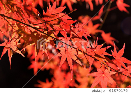 浄真寺　九品仏　紅葉 61370176