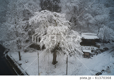 雪化粧の徹然桜　長野県白馬村（ドローンによる空撮） 61370368