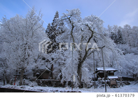 雪化粧の徹然桜　長野県白馬村 61370379