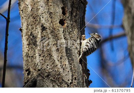 キツツキ（コゲラ）が木をつついているところ（東京都、小平市のグリーンロー）。小平市の「市の鳥」指定。 61370795