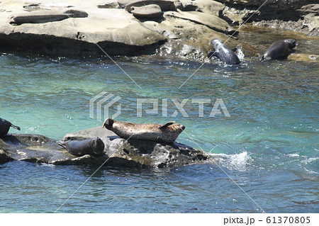 あざらし 61370805