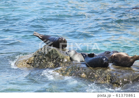 あざらし 61370861