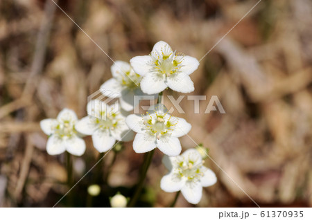 ウメバチソウ 61370935