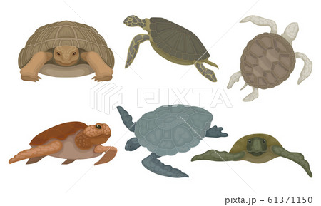 Sea Turtles from Different Perspectives Isolated on White Background Vector Set Sea Turtles from Different Perspectives Isolated on White Background Vector Set 61371150