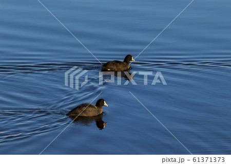 湖と水鳥_朝の東郷湖 湖と水鳥_朝の東郷湖 61371373