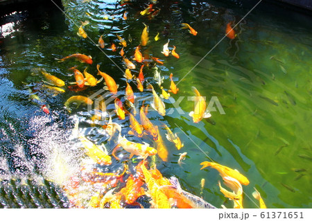 colorful kois in pool.the beautiful crafts swimming and sun reflex on water.nature light and good feed make multi color fish or pet strong beauty. colorful kois in pool.the beautiful crafts swimming and sun reflex on water.nature light and good feed make multi color fish or pet strong beauty. 61371651