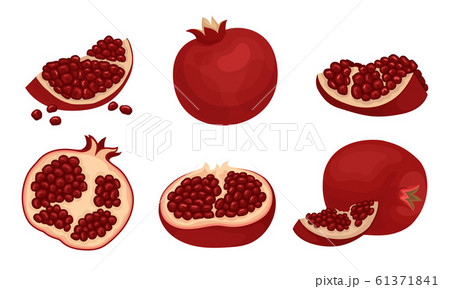 Pomegranate Fruit Whole and Sectioned with Many Seeds Inside Vector Set 61371841