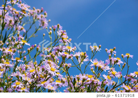 シオン（紫苑、学名: Aster tataricus）。秋に咲く。漢方の原料にもなり利尿作用がある。 61371918