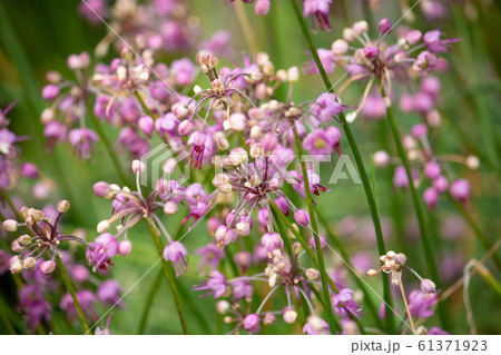 ラッキョウの花 ガイハク カイハク Allium Chinense 漢方 別名 オオニラの写真素材