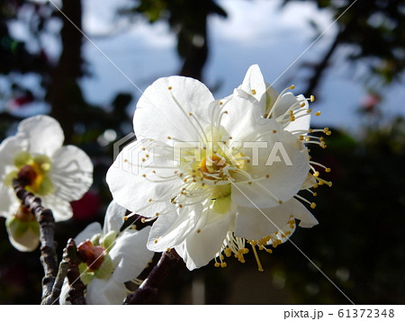 梅の花 梅の花 61372348