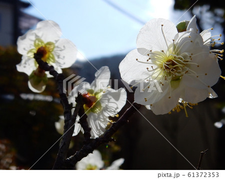 梅の花 61372353