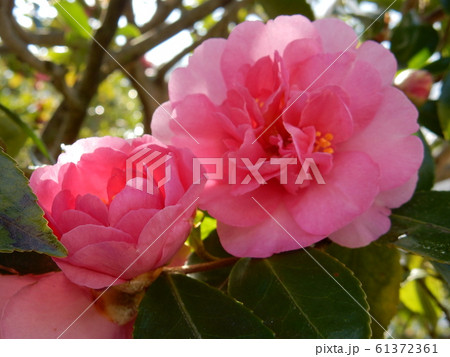 サザンカの花 61372361