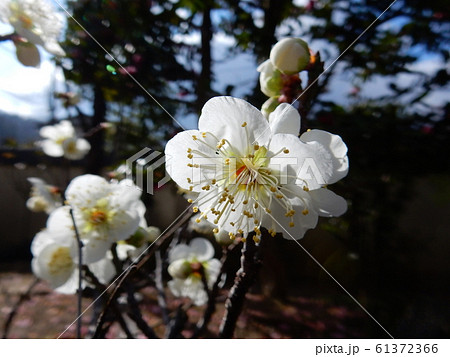 梅の花 61372366