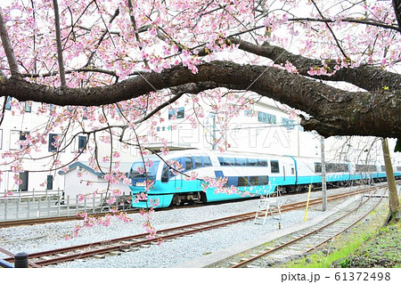 桜と特急列車 桜と特急列車 61372498