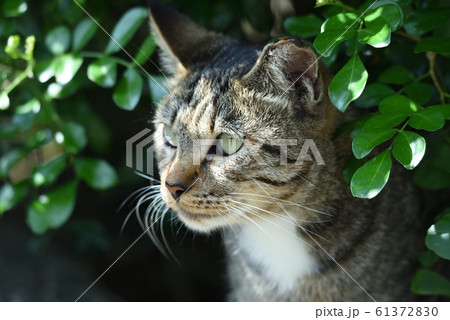 山猫 やまねこ 野良ネコの写真素材 6137