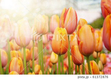 View at beautiful Keukenhof park flower lawns View at beautiful Keukenhof park flower lawns 61372876