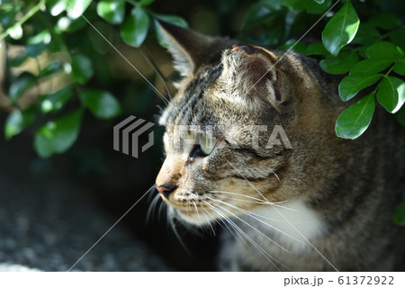 山猫 やまねこ 野良ネコ 61372922