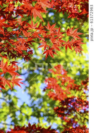 紅葉を見上げる 61372963