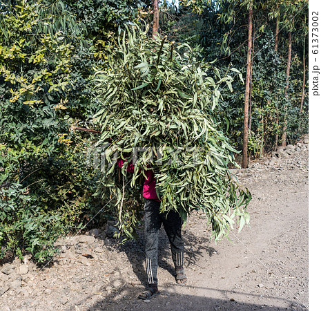An local farmer carrying home harvested sorghum in Ethiopia, Africa An local farmer carrying home harvested sorghum in Ethiopia, Africa 61373002