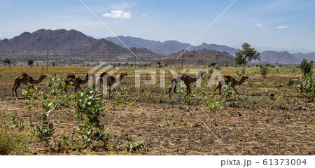 Camels on the road to Gheralta in Tigray, Northern Ethiopia. 61373004