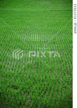 水田 米 稲 61373012