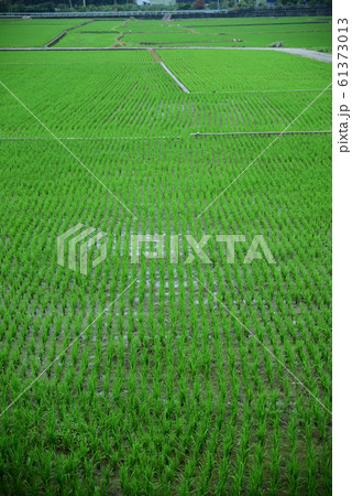 水田 米 稲 61373013
