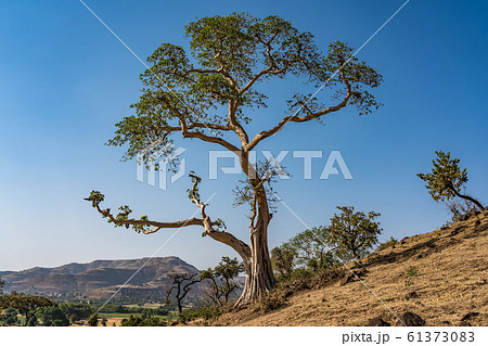 Landscape view near the Blue Nile falls, Tis-Isat in Ethiopia, Africa 61373083