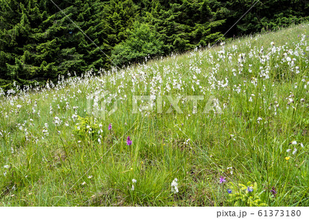 Landscape around Bad Hindelang in Bavaria, Germany Landscape around Bad Hindelang in Bavaria, Germany 61373180