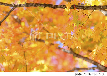 綺麗な紅葉 綺麗な紅葉 61373404