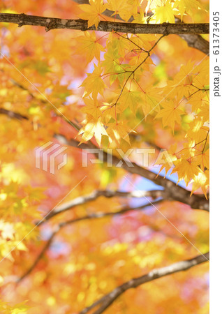 綺麗な紅葉 綺麗な紅葉 61373405