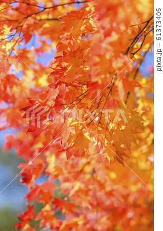 綺麗な紅葉 綺麗な紅葉 61373406