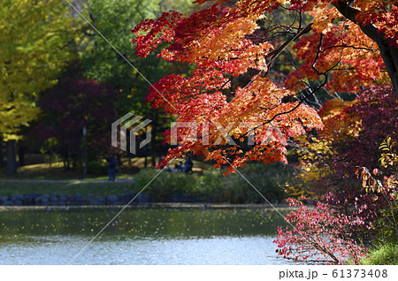 紅葉 池のほとりの写真素材