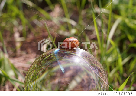 Small snail crawling by crystal ball, beautiful Small snail crawling by crystal ball, beautiful 61373452