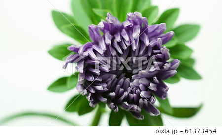 Time-lapse of opening violet purple dahlia flower 61373454