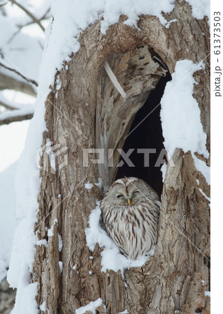 エゾフクロウ エゾフクロウ 61373503