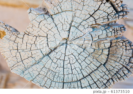 wooden texture wooden texture 61373510