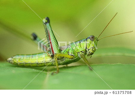 ミカドフキバッタ（ミヤマフキバッタ） 61375708