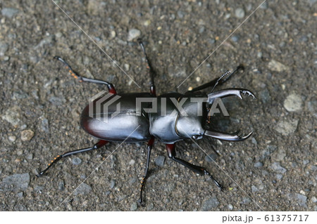 アカアシクワガタ♂ 61375717