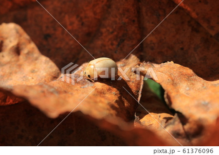 シロトホシテントウ シロトホシテントウ 61376096