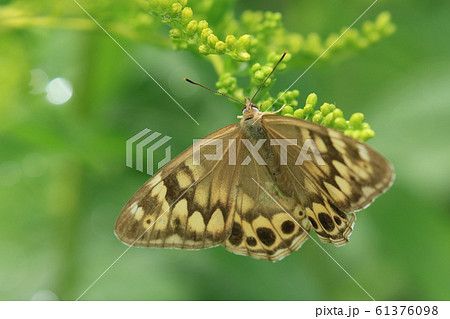 ヒメキマダラヒカゲ♀ 61376098