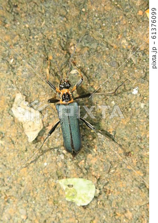 フタコブルリハナカミキリ 61376099