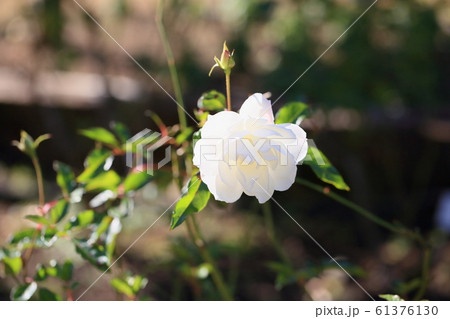 冬のバラ シュネービッチェン 冬のバラ シュネービッチェン 61376130