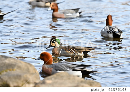トモエガモ 61376143