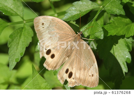 オオヒカゲ 61376268