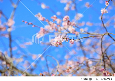 ジュウガツザクラの花 ジュウガツザクラの花 61376293
