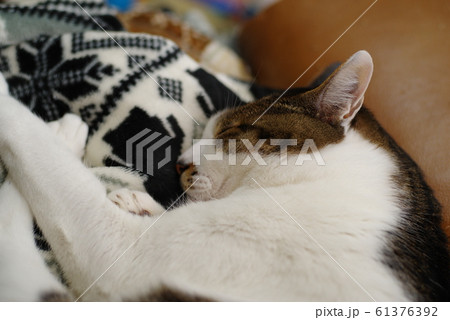 お昼寝タイム 61376392